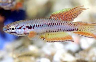 APHYOSEMION BIVITTATUM